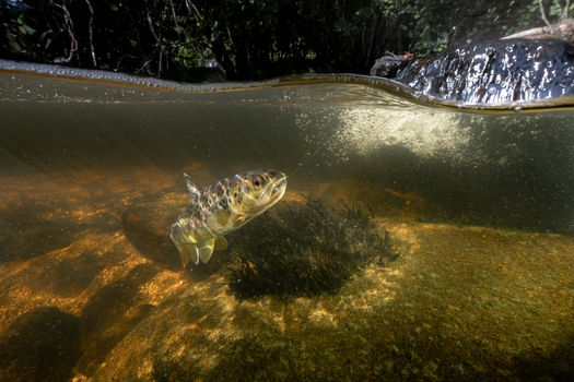 Fermeture de la pêche en 1ère catégorie piscicole