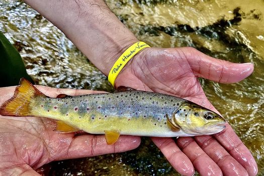 Fermeture de la pêche de la Truite fario et de la pêche en 1ère catégorie piscicole 