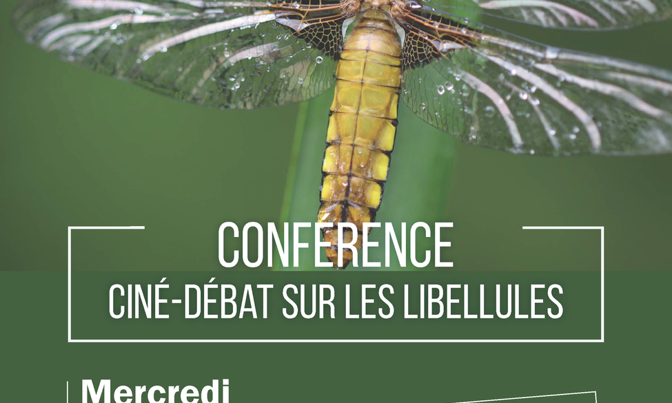 Ciné-débat sur les libellules