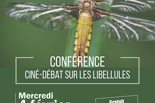 Ciné-débat sur les libellules