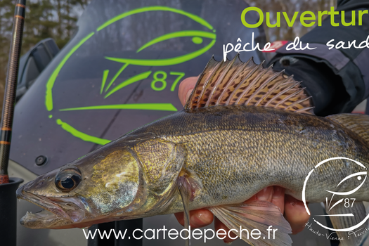 Ouverture de la pêche du sandre