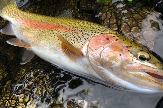 Week-end de Pâques à la pêche !