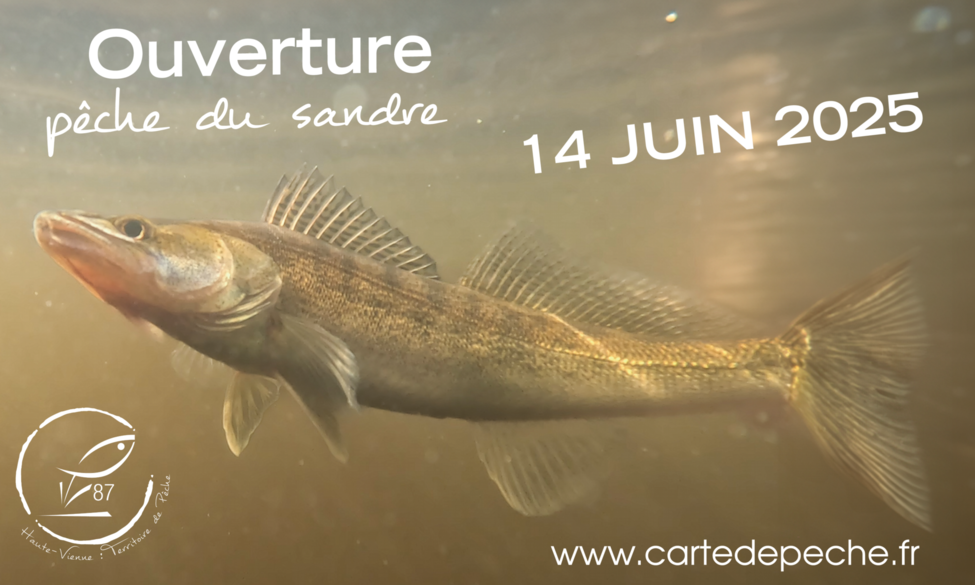Ouverture de la pêche du sandre