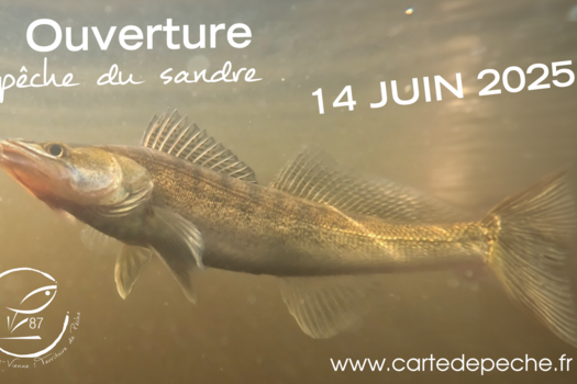 Ouverture de la pêche du sandre
