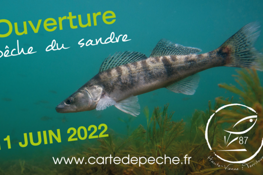 Ouverture pêche du sandre