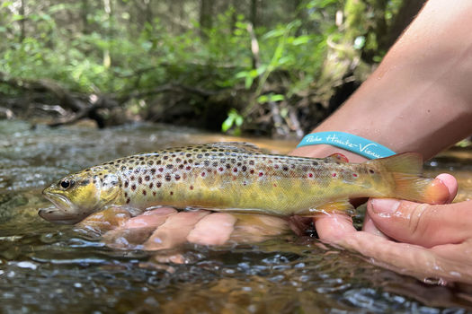 Dimanche 15 septembre : fermeture de la pêche de la Truite fario