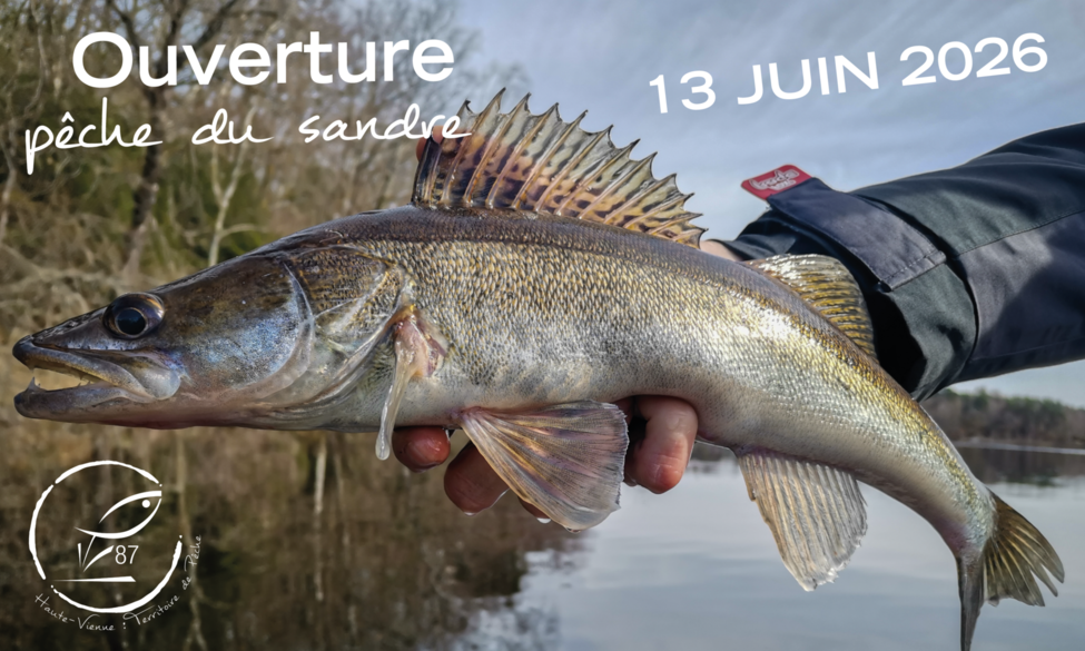 Ouverture de la pêche du sandre