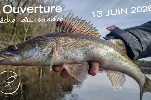 Ouverture de la pêche du sandre